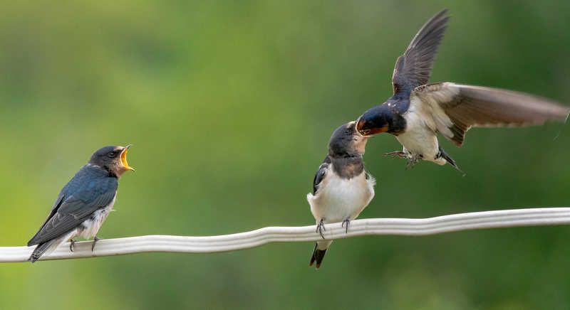 Птенцы лето птицы ласточка А мне?..photo preview