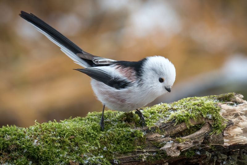 Ополовникphoto preview