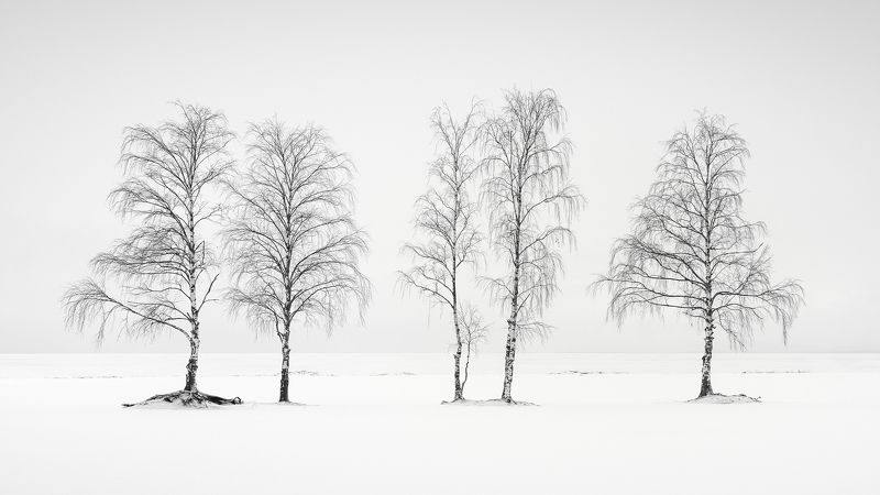 Five birchesphoto preview