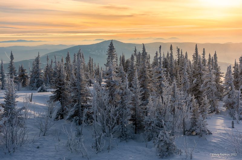 гора зелёная, пихты, утро, шерегеш, горная шория, сибирь Pro ёлочки фото превью