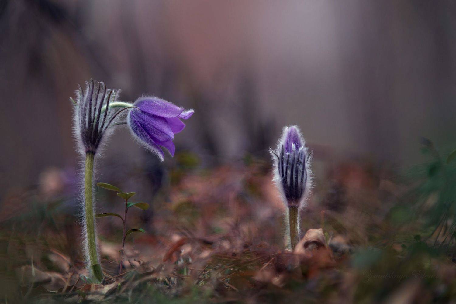 Автор: Елена Зимацкая , Елена Зимацкая