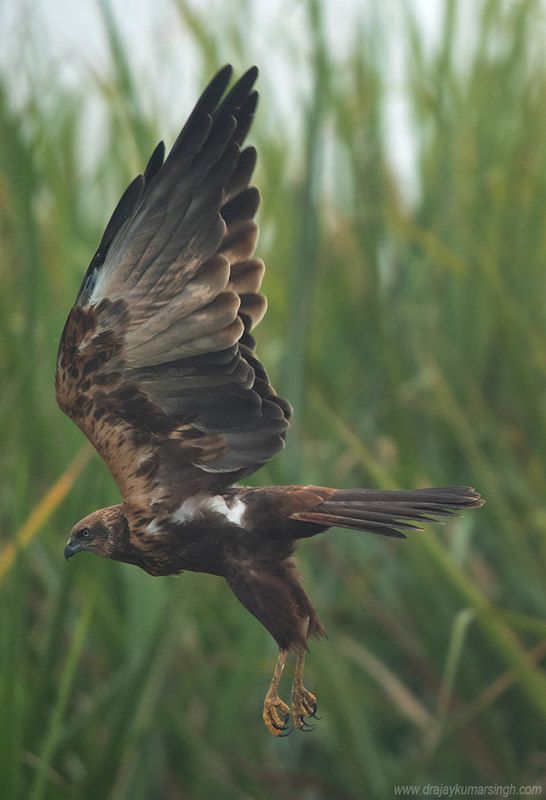 Marsh harrier Marsh harrierphoto preview