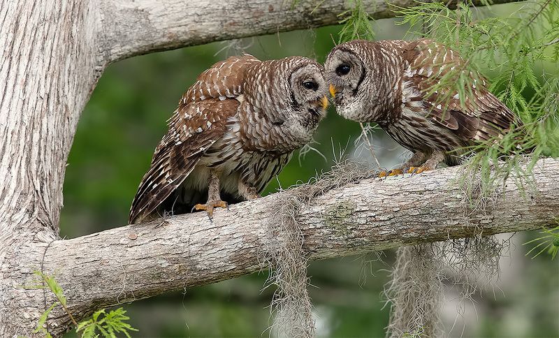 пёстрая неясыть, cова, owl, florida,флорида, хищные птицы, barred owl Happy Valentine\'s Day! Barred Owlphoto preview