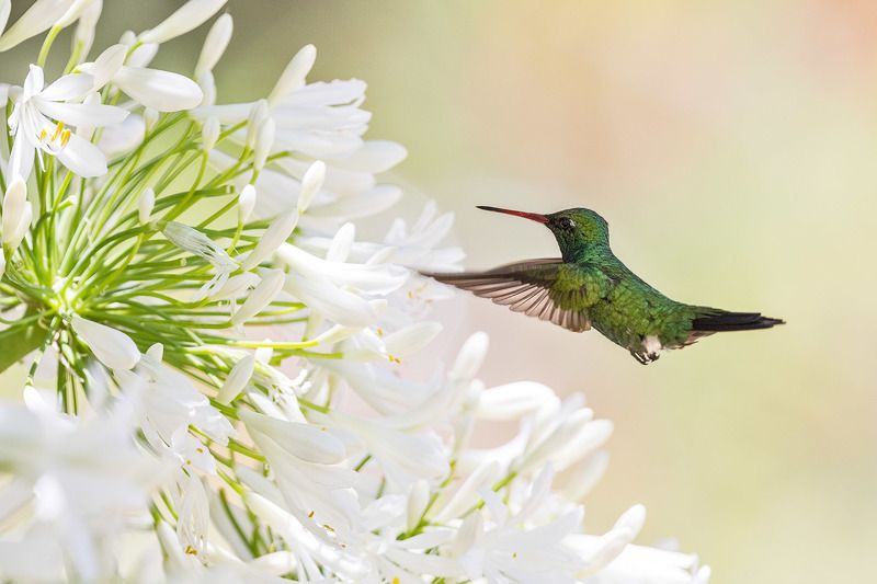 птицы, уругвай Колибри и агапантусphoto preview