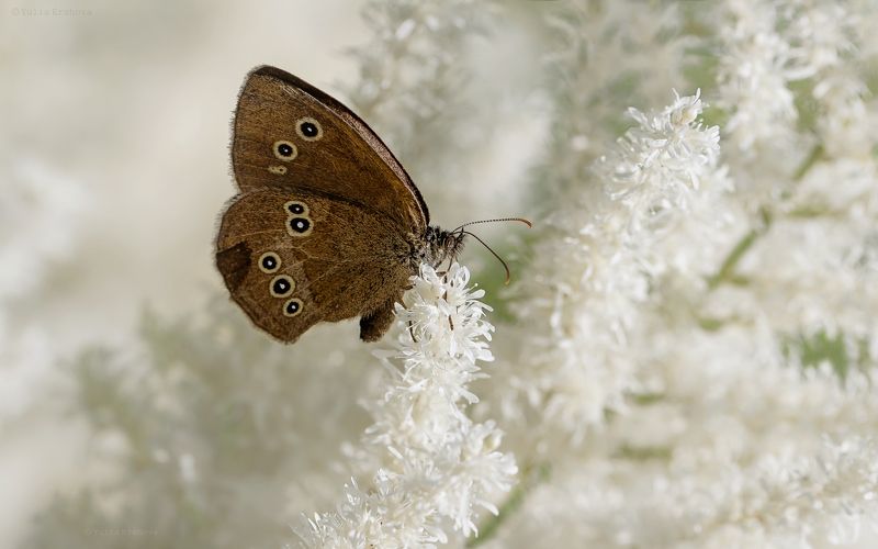 бабочка, макро, macro, бархатница Bountyphoto preview