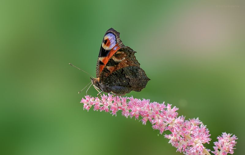 павлиний глаз, бабочка, макро, macro Павлиний глазphoto preview