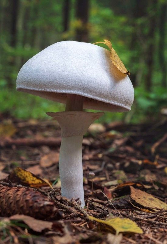 Стилягаphoto preview