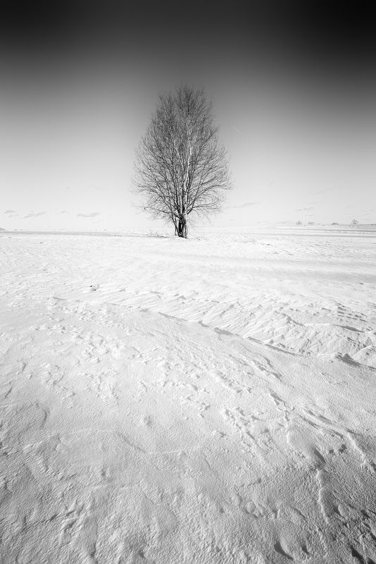 чб, пейзаж, деревья photo preview