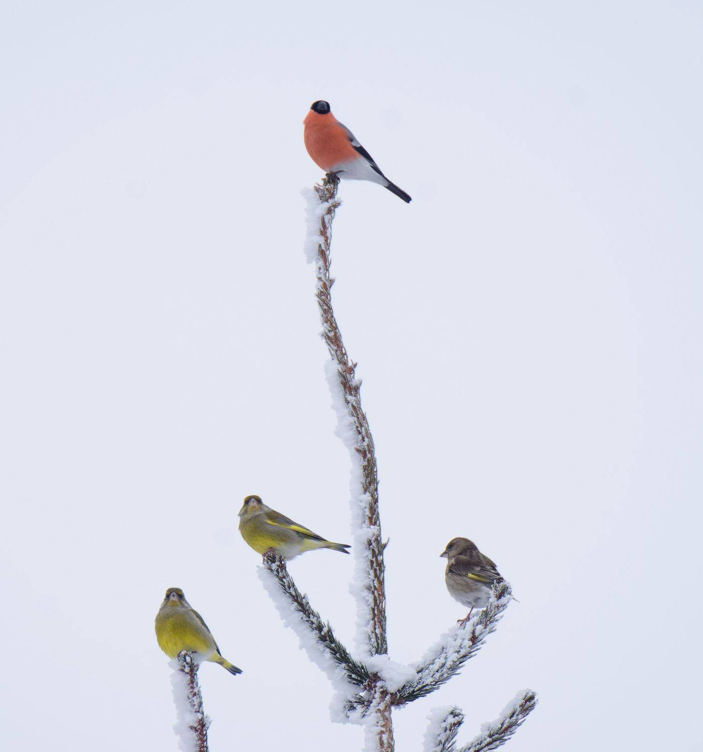 снегирь, зеленушка, птицы, вьюрковые, природа, фотоохота, bullfinch, greenfinch, birds, nature, Пётр Калачев