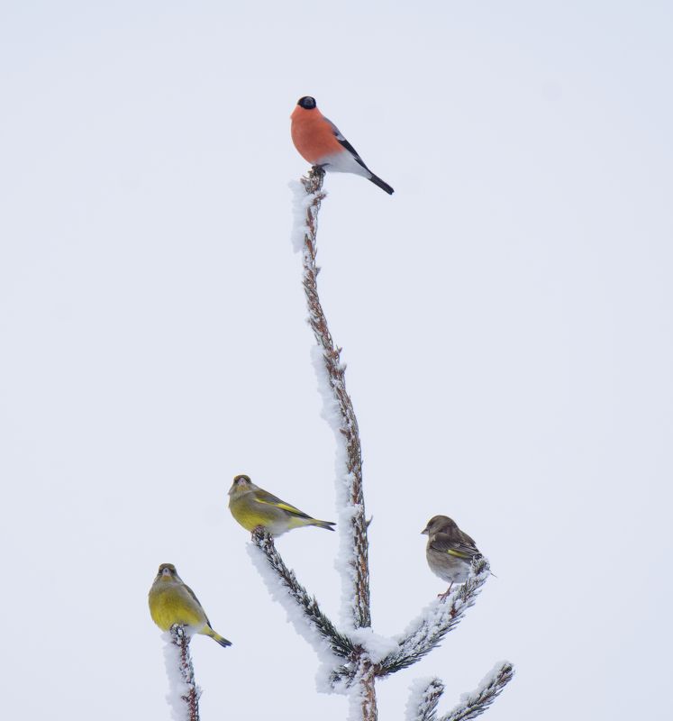 снегирь, зеленушка, птицы, вьюрковые, природа, фотоохота, bullfinch, greenfinch, birds, nature Снегирь и три зеленушкиphoto preview