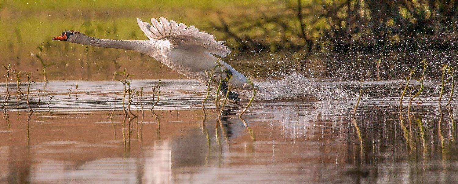 ЛЕБЕДЬ. Автор: Сергей цыбизов у села камышово, Сергей цыбизов
