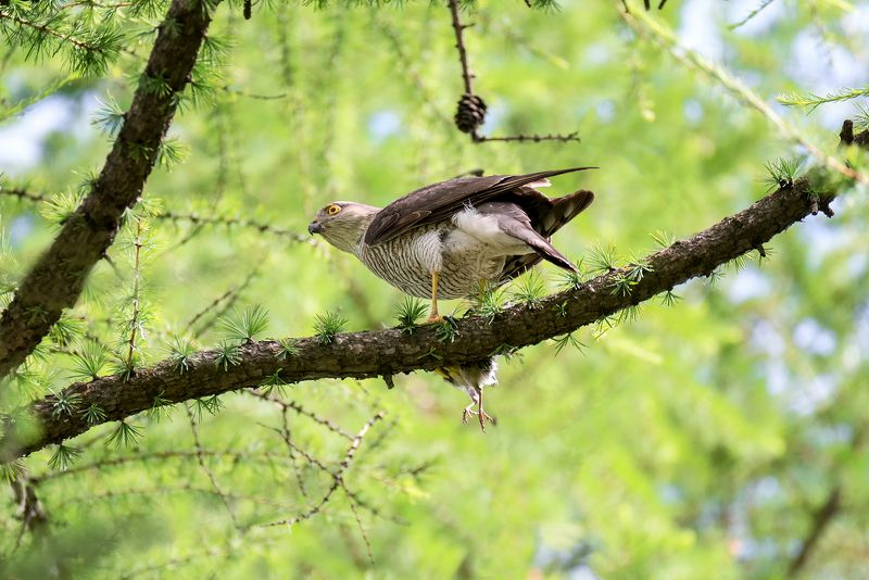 птица, ястреб перепелятник, добыча, ракурс, ястребы с добычей.. (ракурс)photo preview