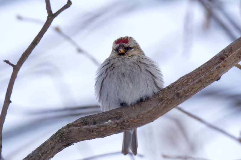 Чечёткаphoto preview