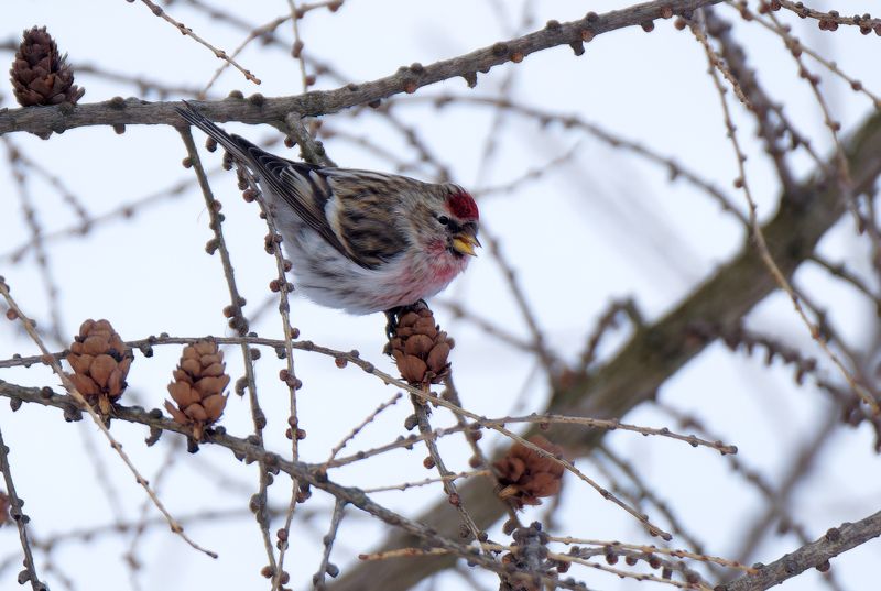 Чечётка на лиственницеphoto preview