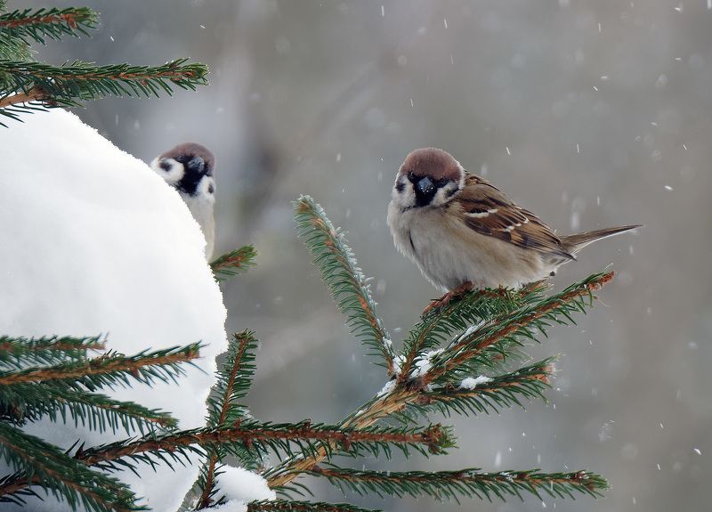 Любопытные воробьиphoto preview
