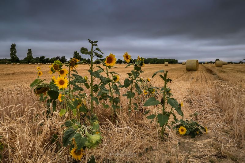 #haylingisland #wheatfield #wheat #sunflower #fall #summer #nature Hayling Islandphoto preview