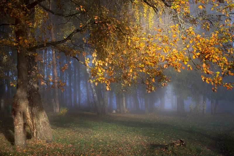 ********photo preview