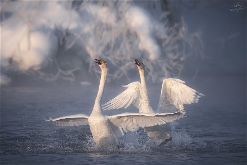 алтай, алтайский край, горный алтай, лебеди, фототур на алтай Лебединая песняphoto preview
