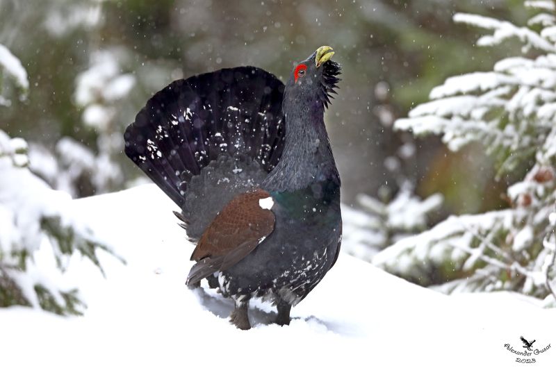 Глухарь января.photo preview