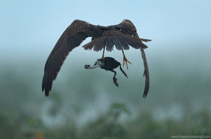 Marsh harrier coot Marsh harrierphoto preview