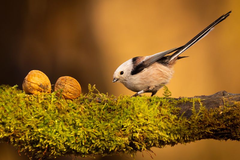 Long-tailed Titphoto preview