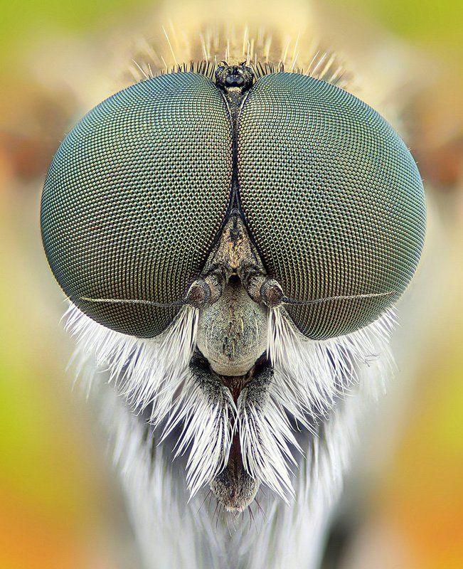 pu5z3k, macro, stack o.ophoto preview