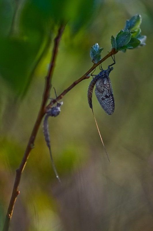 Береза, Весна, Ветка, Насекомые, Подёнки С рождениемphoto preview
