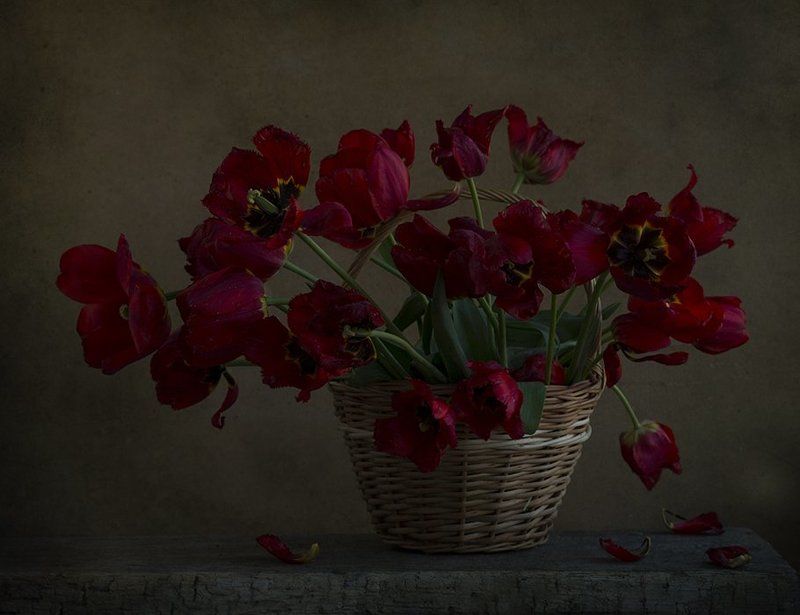 Тюльпановый вечерphoto preview