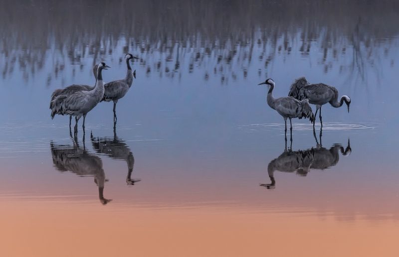 Дикая природа, Журавли, Заповедник, Озеро, Природа, Птицы, Рассвет, Серые журавли, Утро Журавлиная прелюдия ...photo preview