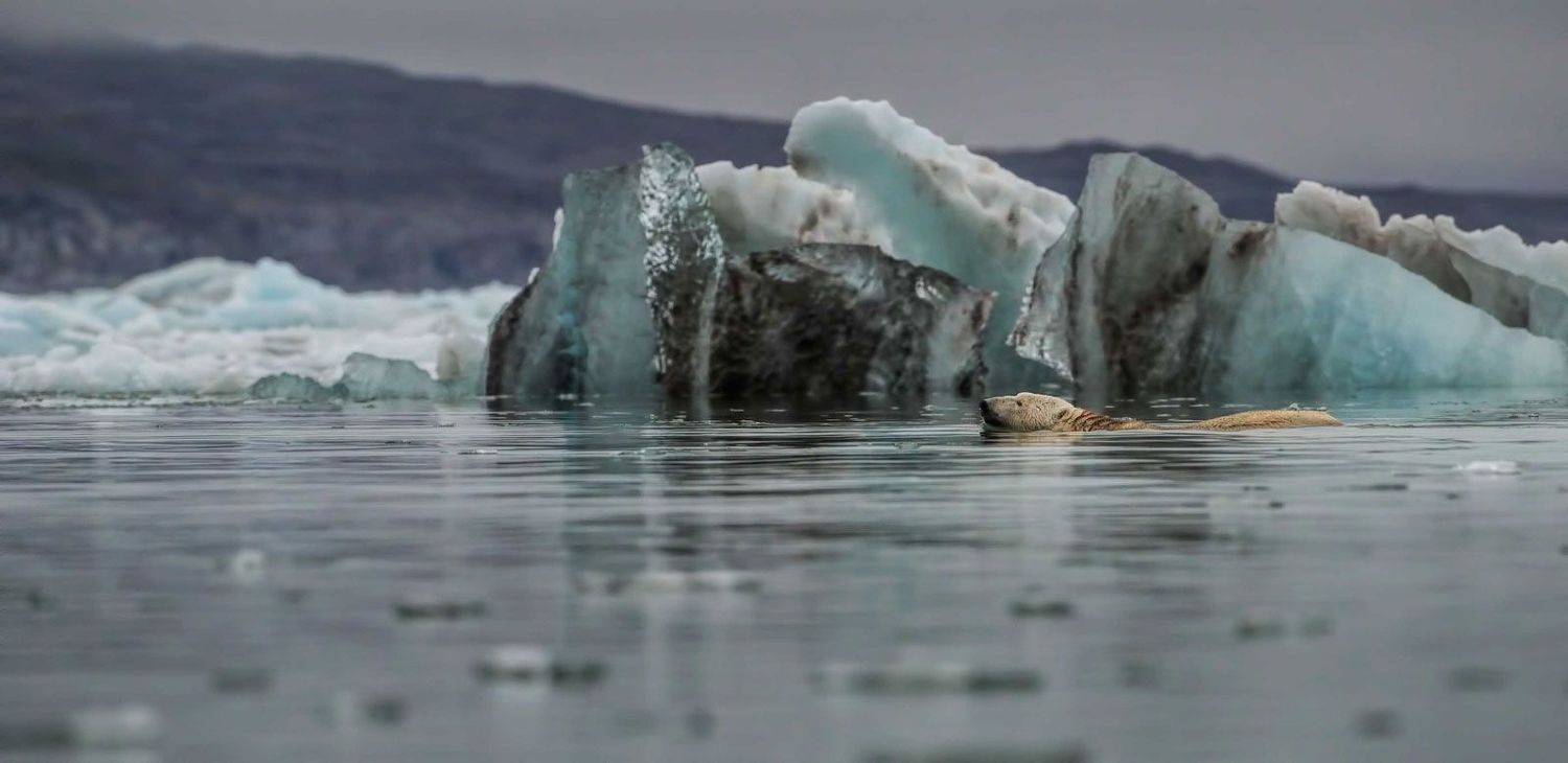 плывущий среди льдов. Автор: Анна Яценко Арктика, Шпицберген, белый медведь, полярный медведь, дикая природа, путешествия, животный мир, мир Арктики, айсберги, Анна Яценко