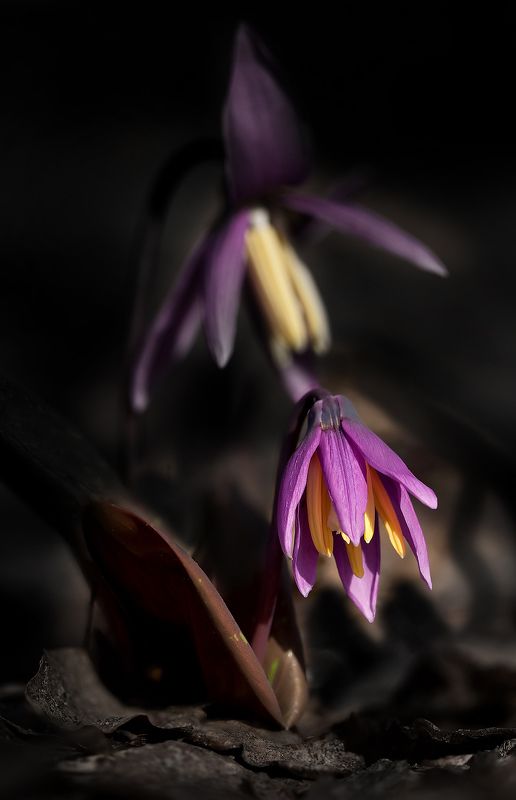 Кандык Кандыкphoto preview