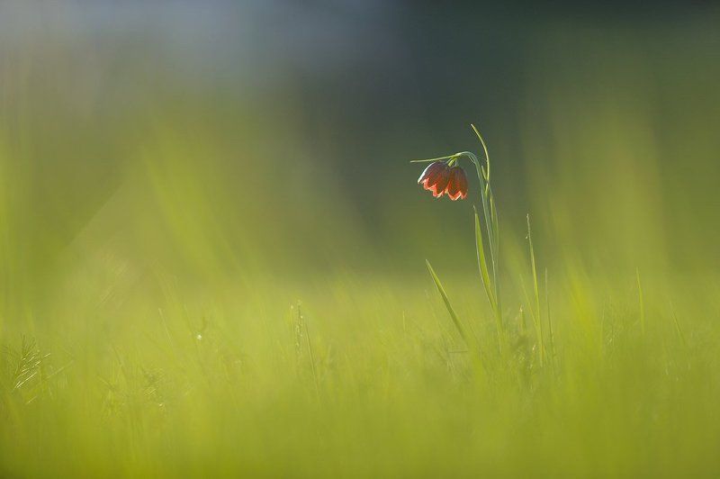 Flowers, Green, Macro ***photo preview