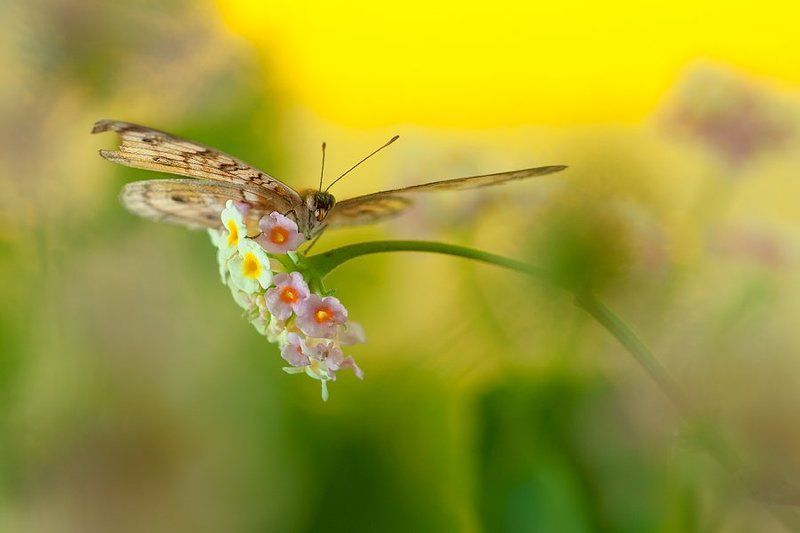Butterfly Broken Wingphoto preview