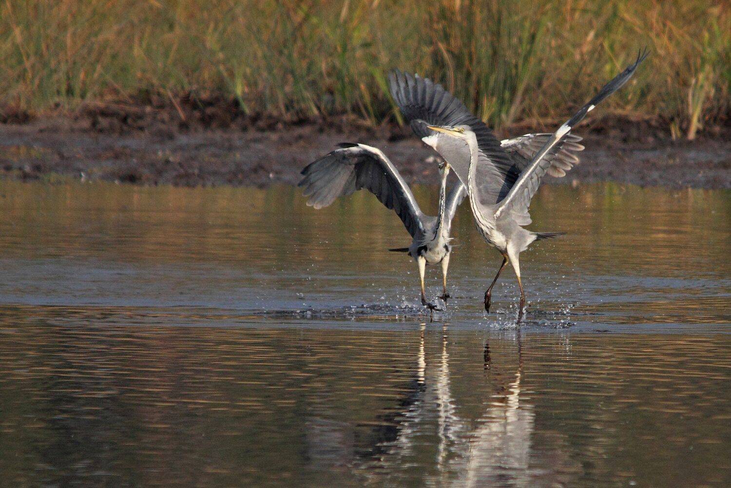 Цапли озеро, Шангареев Марс