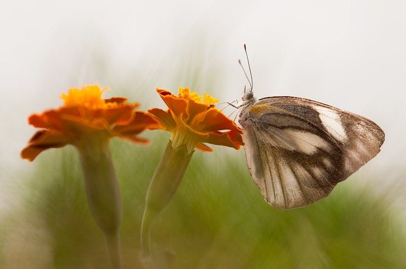 Butterfly Lonelyphoto preview
