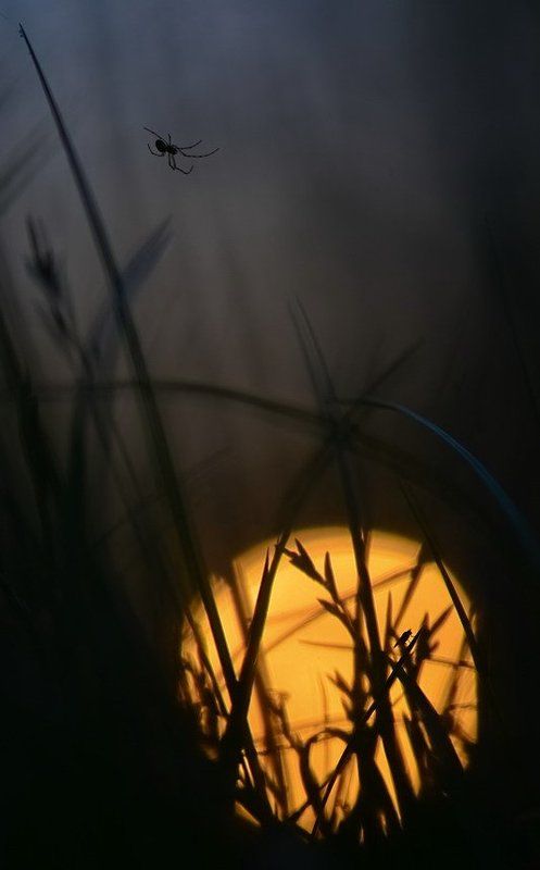Боке, Вечер, Закат, Паук, Солнце, Трава До завтра, солнце фото превью