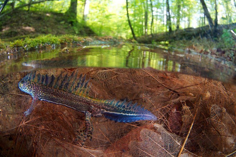 Весна, Земноводное, Кавказ, Малоазиатский тритон, Тритон Малоазиатский тритонphoto preview