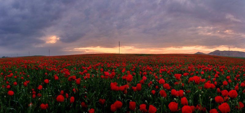 Lolazor (маковое поле)photo preview