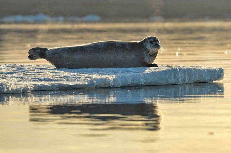 Арктика, остров Шпицберген, путешествия, тюлень, животный мир, дикая природа неожиданные гостиphoto preview