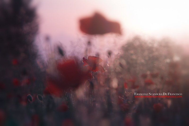 Italia, Papaveri, Primavera Papaveriphoto preview