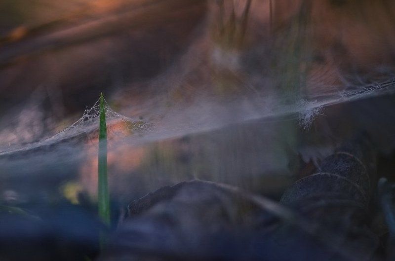 Паутина, Роса, Травинка, Утро Без преград фото превью