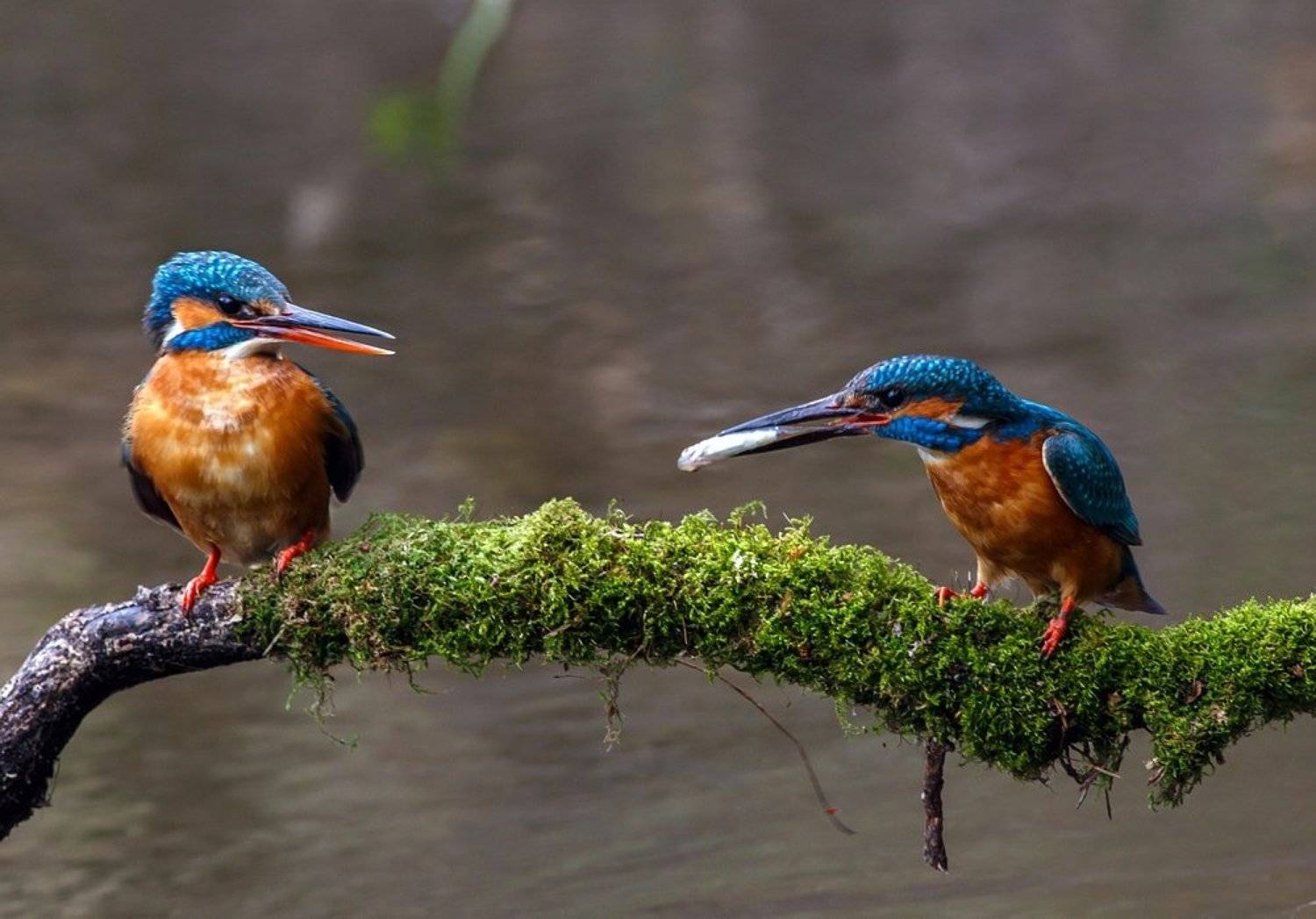 Свадебный подарок. Автор: Александр Чибиркин Брачный, Ветка, Зимородок, Мох, Река, Ритуал, Рыбка, Самец, Самочка, Александр Чибиркин