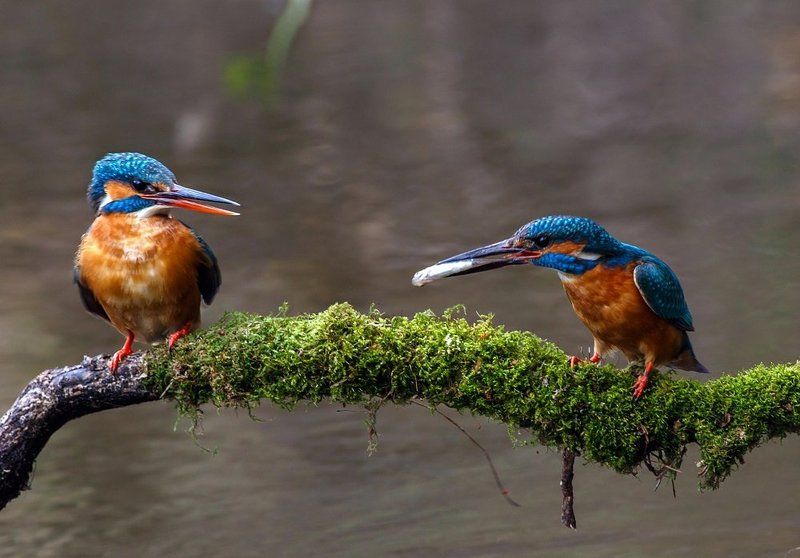 Брачный, Ветка, Зимородок, Мох, Река, Ритуал, Рыбка, Самец, Самочка Свадебный подарокphoto preview