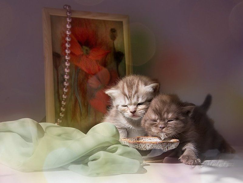 натюркотики котята кот кошка  шотландские малыши Малышня...photo preview