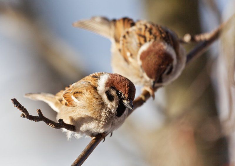 птицы, воробьи, природа, деревья, ветви, свет Двоеphoto preview