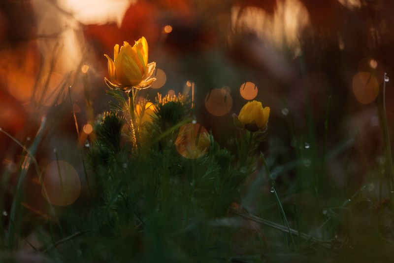 Адонисphoto preview