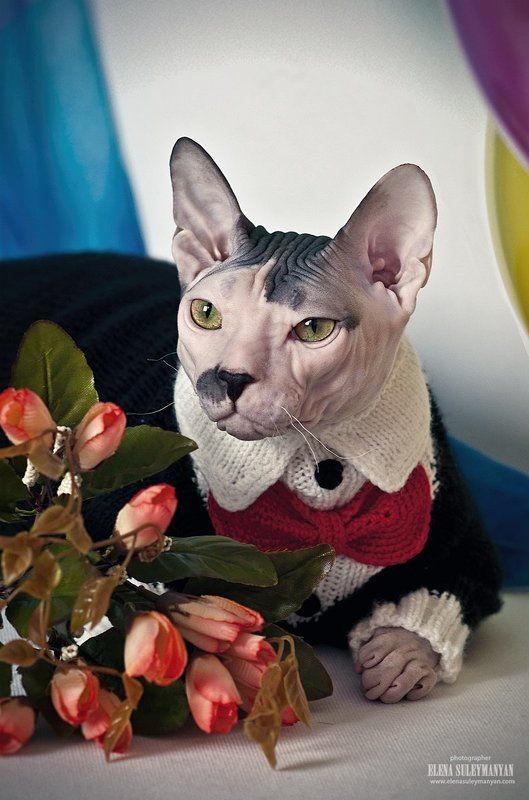 Джентельменphoto preview