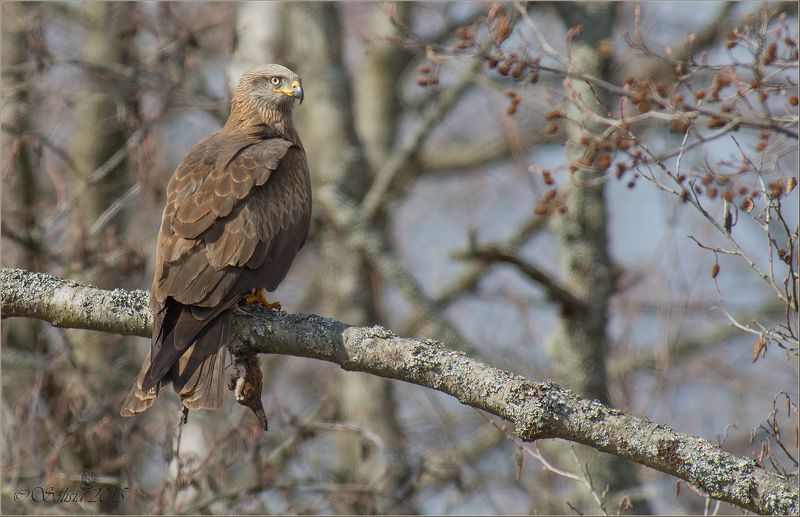 2015, Milvus migrans, Апрель, Весна, Коршун, Лотошинский р-он, Подмосковье, Природа, Птицы, Хищник, Чёрный коршун Чёрный коршун с добычейphoto preview