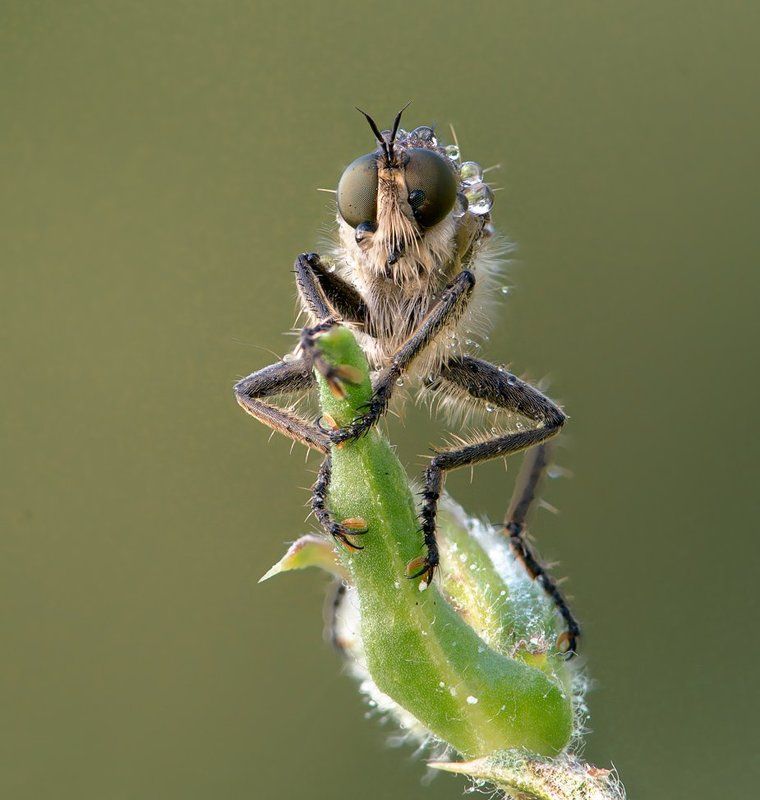 Скоро на охотуphoto preview