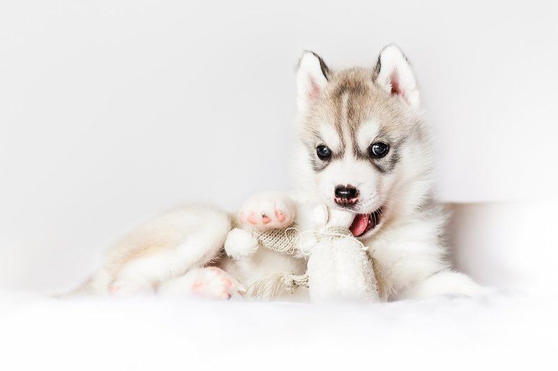Husky, Puppy, Siberian Мерлинphoto preview